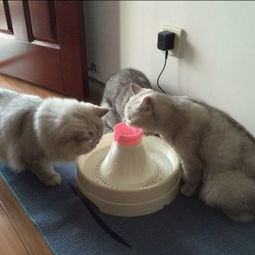 乒乓球小猫钓鱼