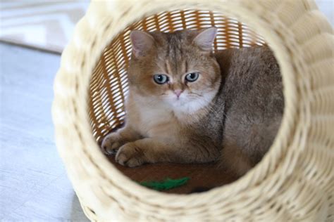 猫咪怎么吃才有营养