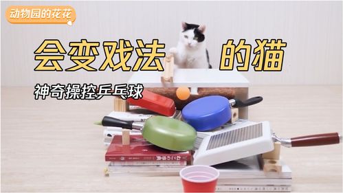 纸杯乒乓球魔术