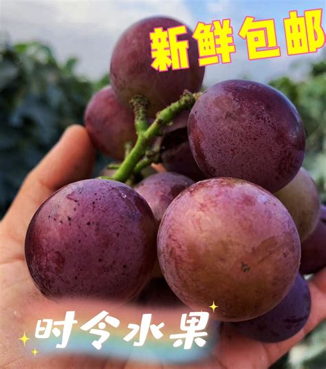 乒乓球葡萄批发市场在哪