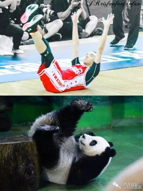 小猫玩乒乓球