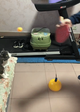 猫玩乒乓球写一段话