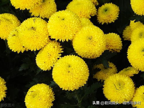 白乒乓球菊花语