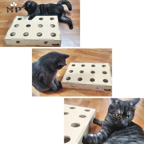 猫猫玩乒乓球