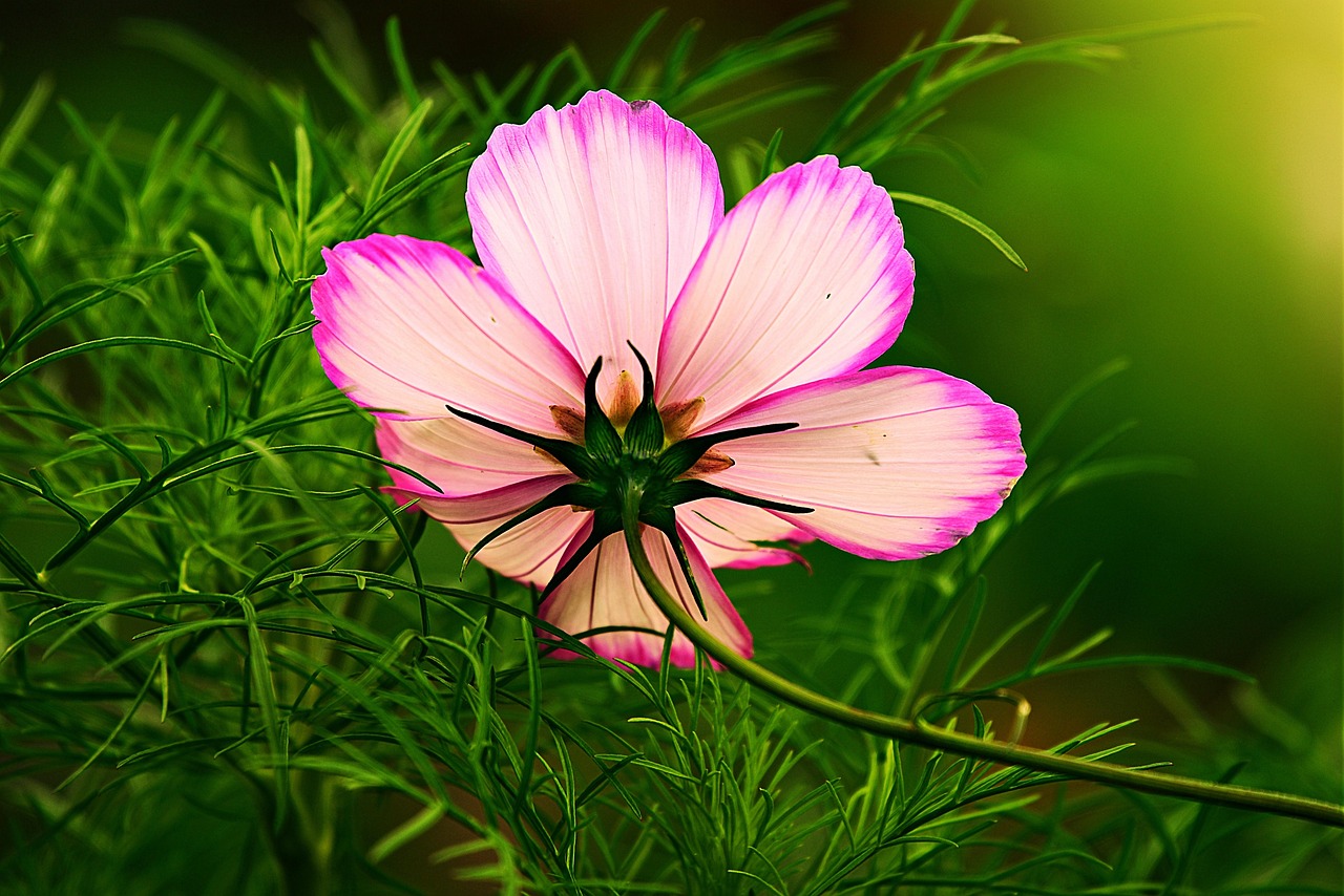花语世界，揭秘花朵背后的浪漫与深意